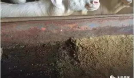 羊圈吃瓜爆料图片搞笑版,笑料横生，爆笑瞬间来袭！